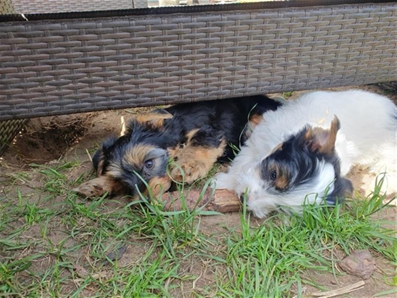 Aufgeweckte Schmusebären suchen ihre Herzens-Familie - Yorkshire-Terrier Rüden