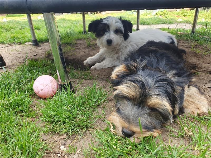 Aufgeweckte Schmusebären suchen ihre Herzens-Familie - Yorkshire-Terrier Rüden