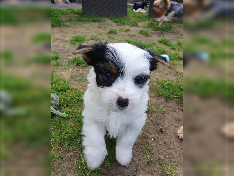 Aufgeweckte Schmusebären suchen ihre Herzens-Familie - Yorkshire-Terrier Rüden