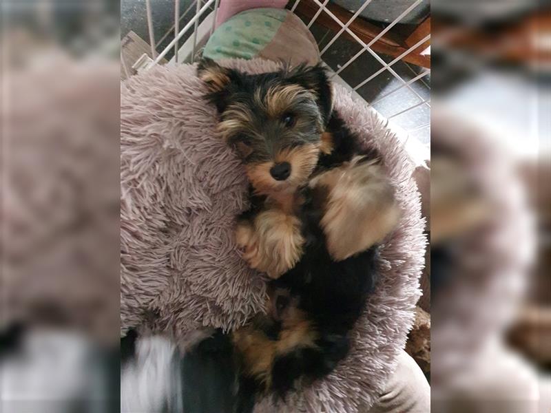 Aufgeweckte Schmusebären suchen ihre Herzens-Familie - Yorkshire-Terrier Rüden