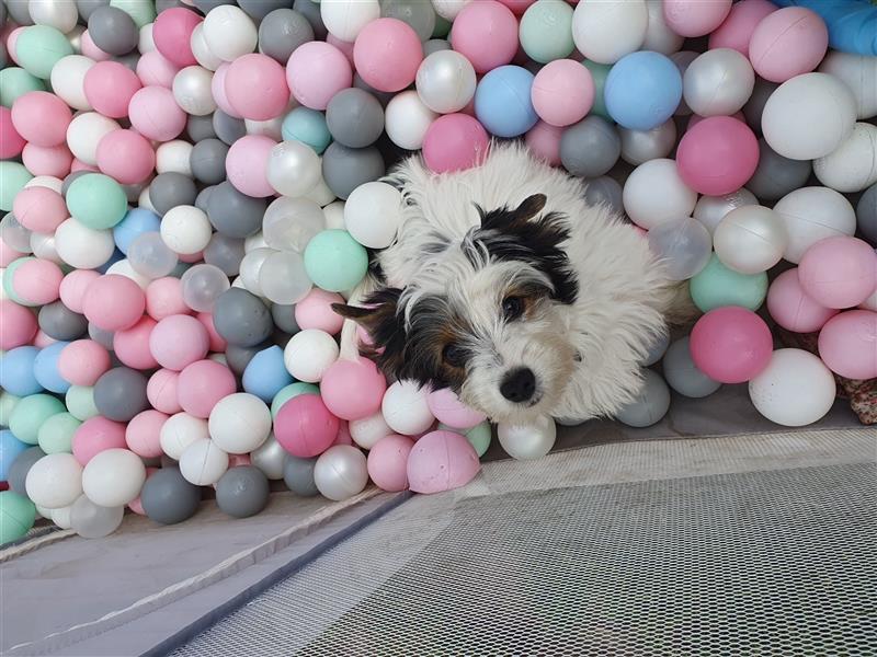 Wunderschöner Biewer-Yorkshire-Terrier Rüde in allerbeste Hände zu verkaufen