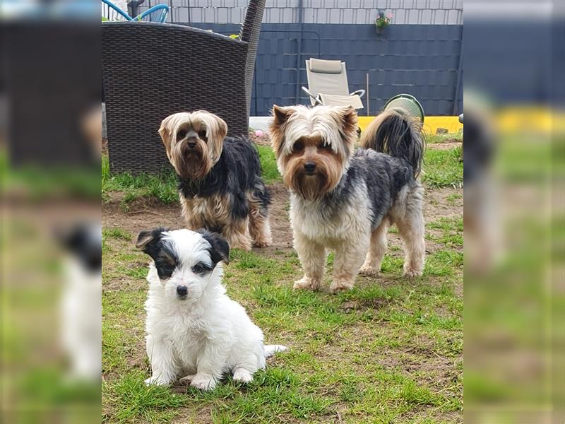 Wunderschöner Biewer-Yorkshire-Terrier Rüde in allerbeste Hände zu verkaufen