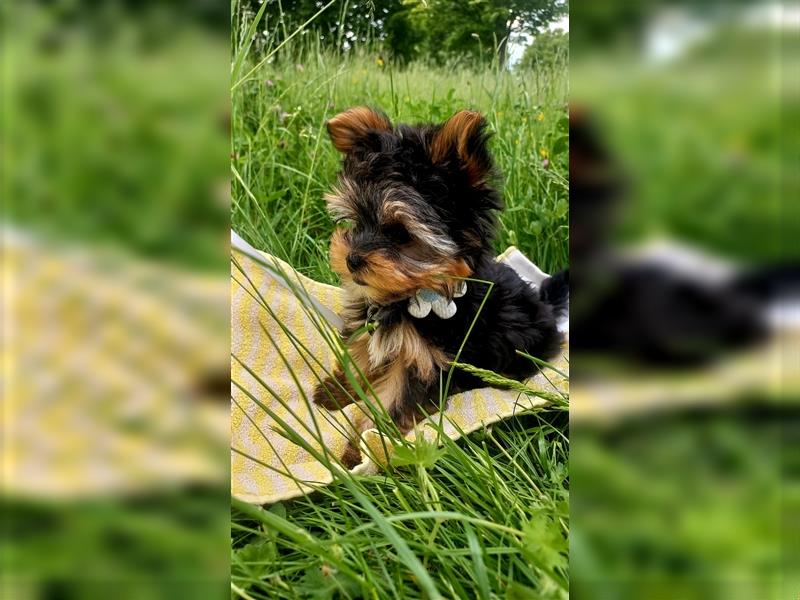 Yorkshire terrier mini