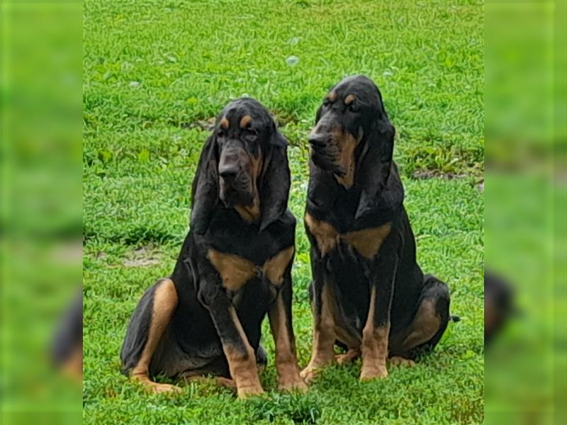 BLOODHOUND/ Bluthund/ Welpen