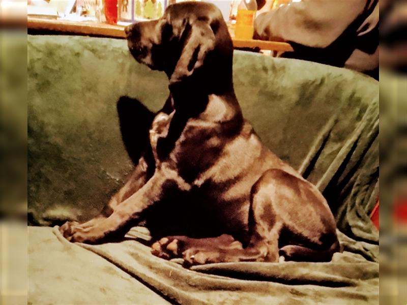 Bloodhound x Deutsch Glatthaar suchen ein liebevolles Zuhause