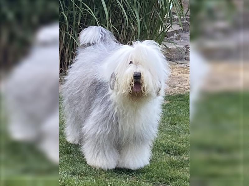 Bobtailwelpen aus kontrollierter VDH-Zucht