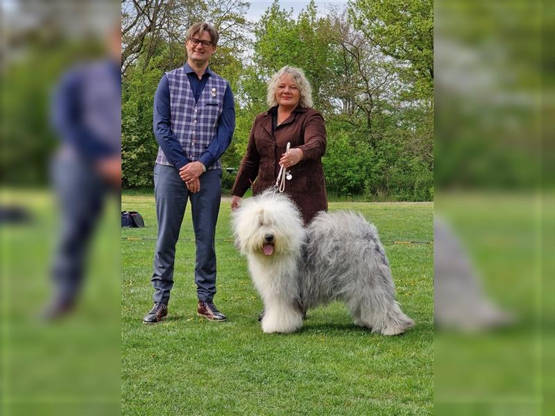 Bobtailwelpen aus kontrollierter VDH-Zucht