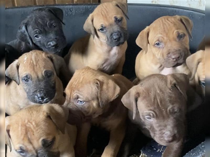 Boerboel, Familienhund, Wachhund