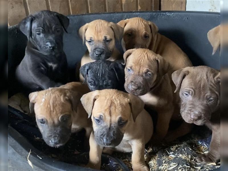 Boerboel, Familienhund, Wachhund