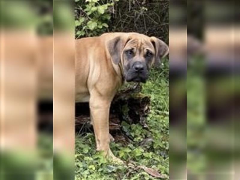 Boerboel, Familienhund, Wachhund, Hündin