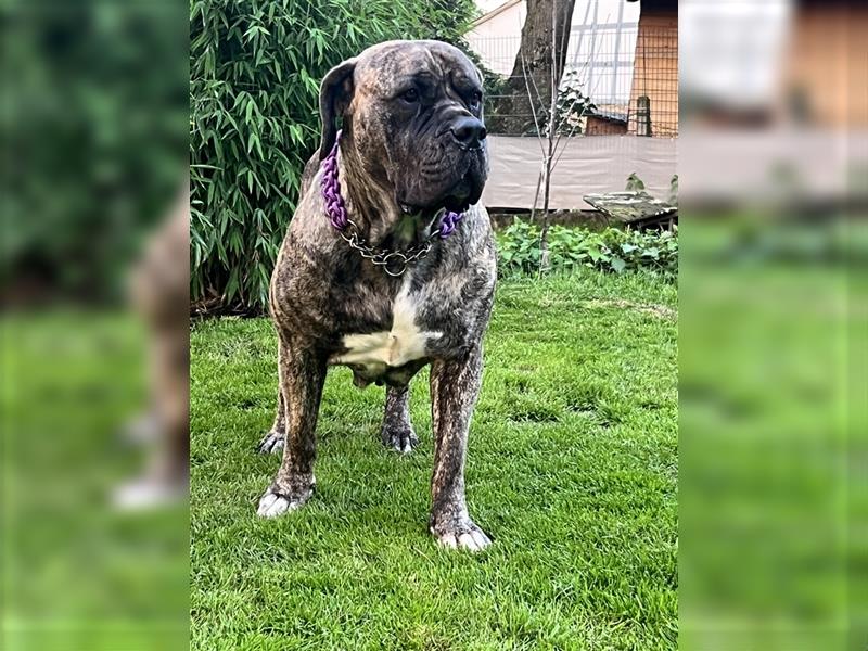 Boerboel und CaneCorso Weible