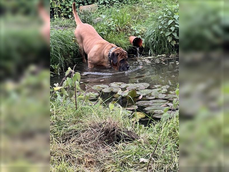 Boerboel und CaneCorso Weible