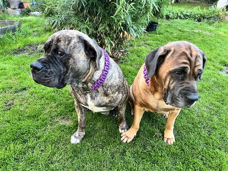 Boerboel und CaneCorso Weible