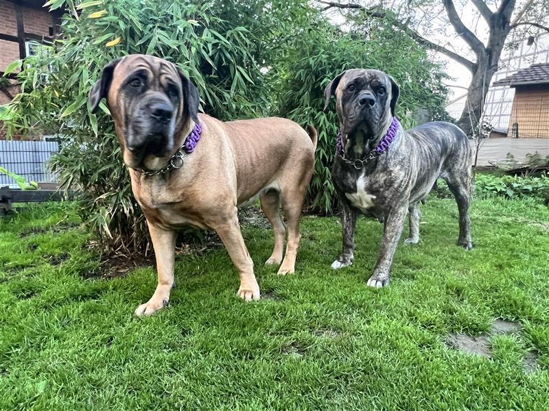 Boerboel und CaneCorso Weible