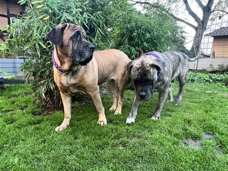 Boerboel und CaneCorso Weible