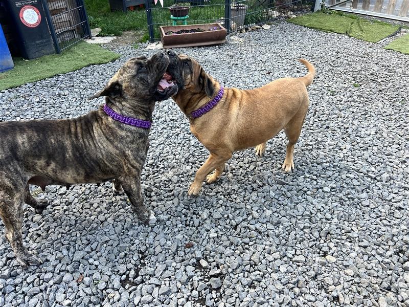 Boerboel und CaneCorso Weible