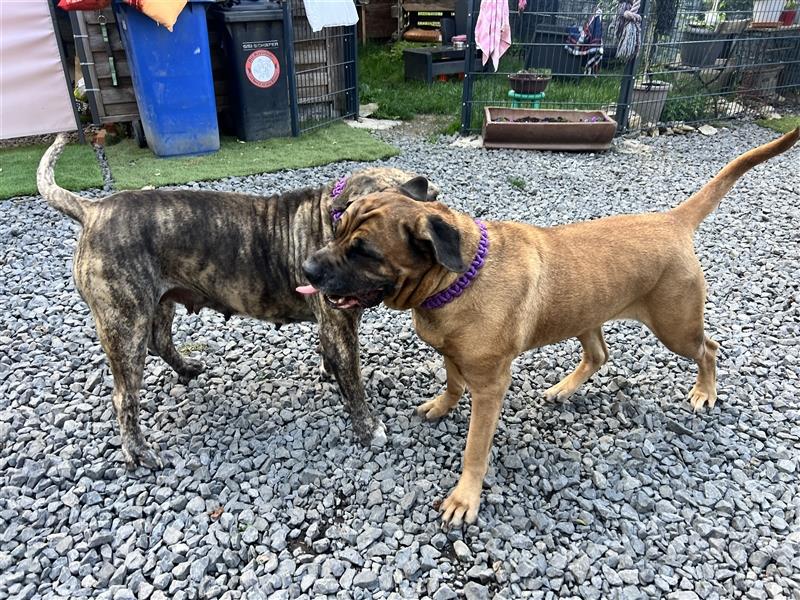 Boerboel und CaneCorso Weible