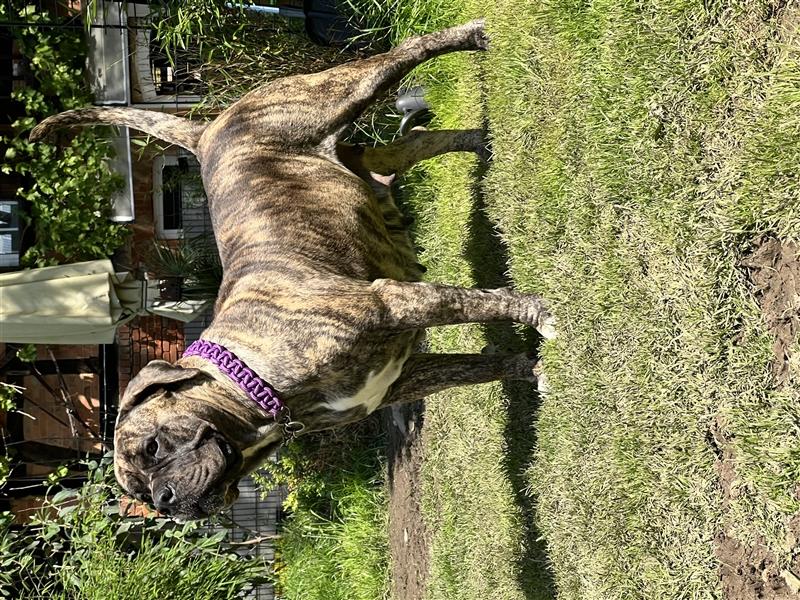 Boerboel und CaneCorso Weible