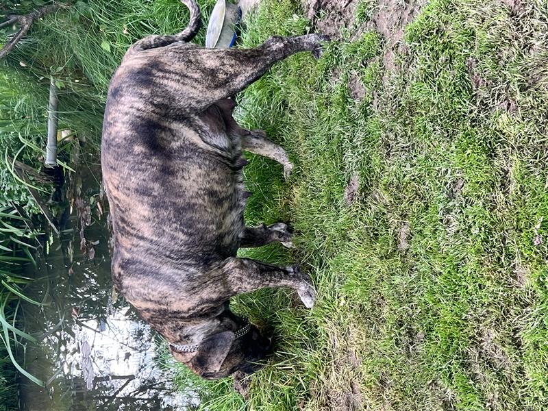 Boerboel und CaneCorso Weible