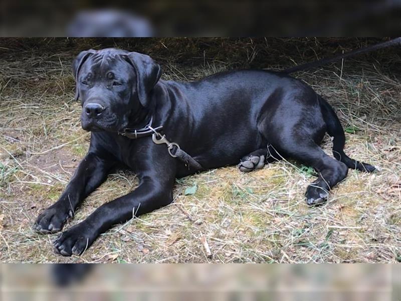 Boerboel, Familienhund, Wachhund, rüde