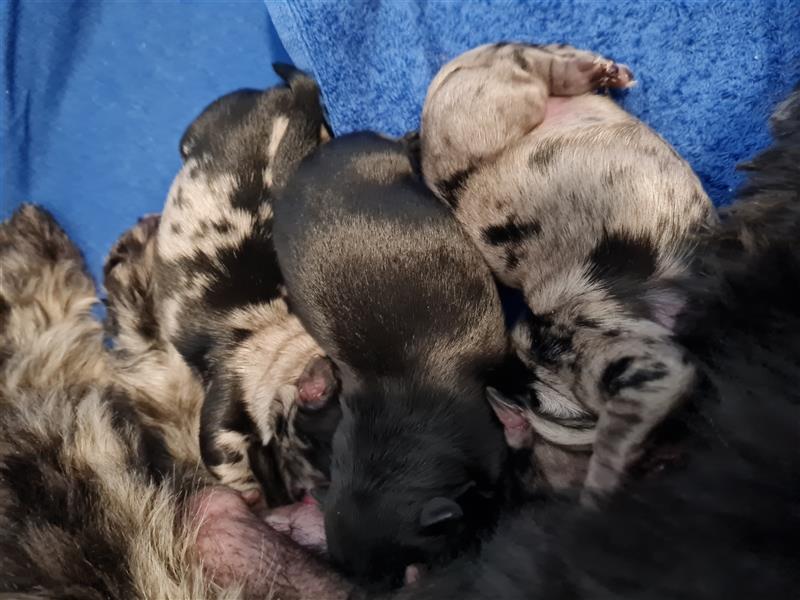 Bezaubernde Welpen aus Bolonka zwetna - Pomeranian (Zwergspitz)