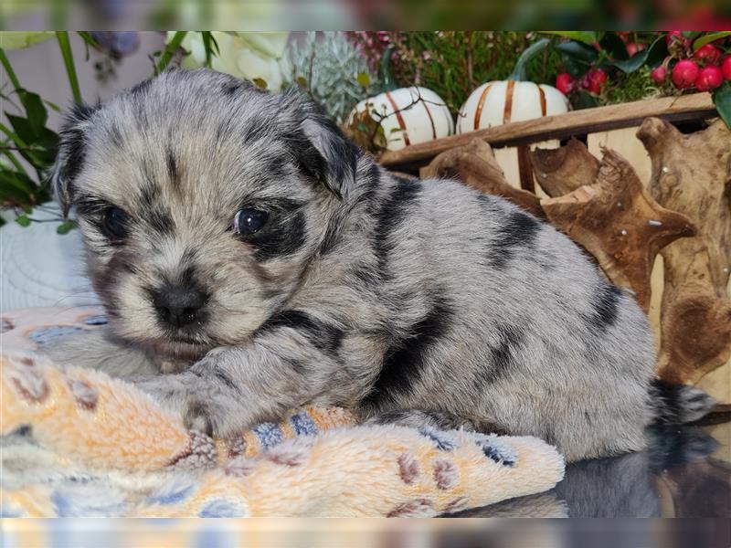 Bezaubernde Bolonka zwetna - Pomeranian Hybrid-Welpen