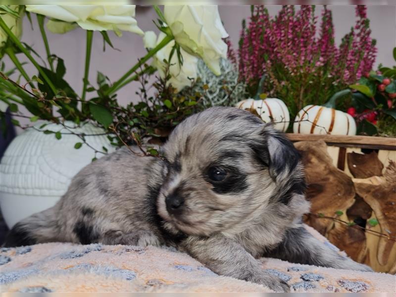 Bezaubernde Bolonka zwetna - Pomeranian Hybrid-Welpen