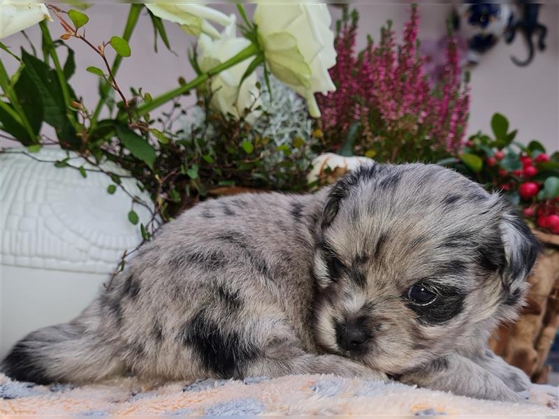 Bezaubernde Bolonka zwetna - Pomeranian Hybrid-Welpen