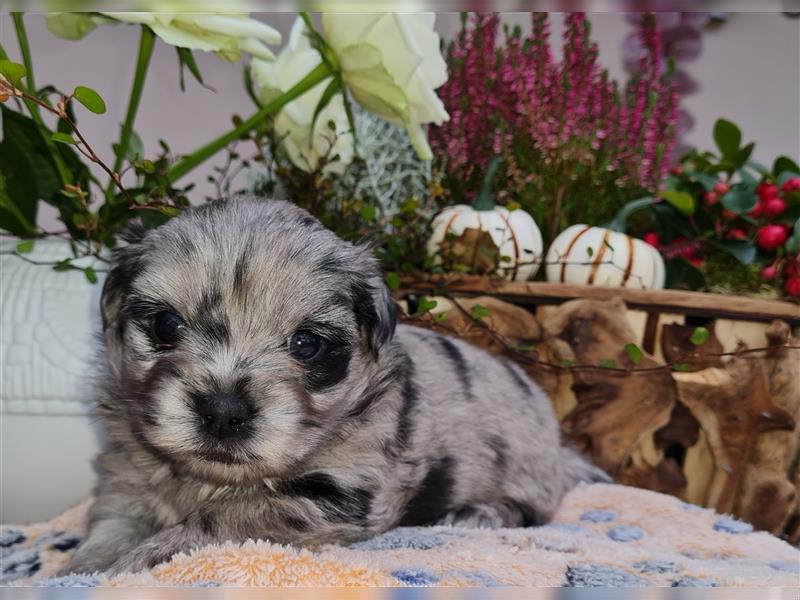 Bezaubernde Bolonka zwetna - Pomeranian Hybrid-Welpen