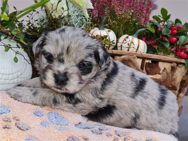 Bezaubernde Bolonka zwetna - Pomeranian Hybrid-Welpen