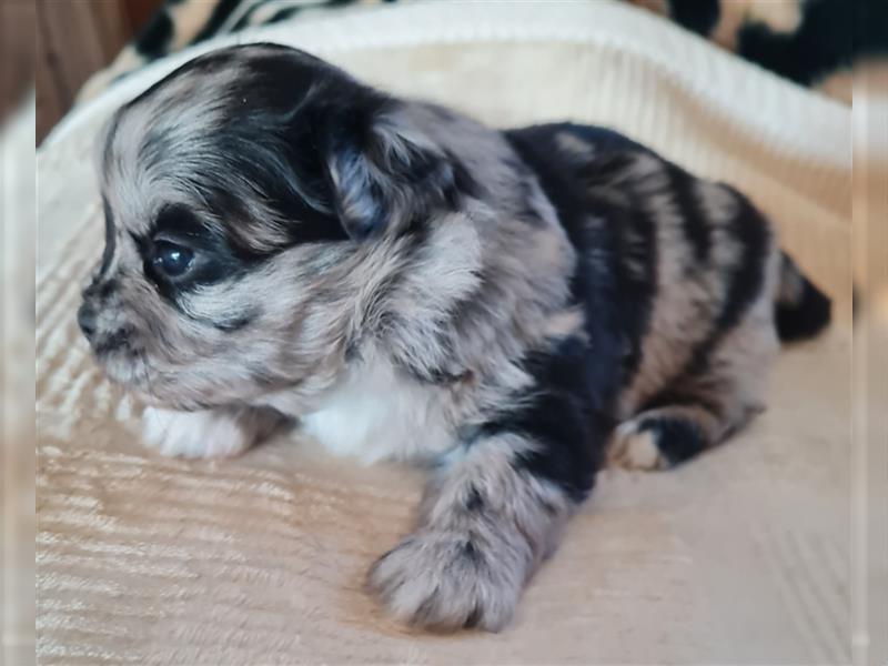 schöne blue merle Hündin aus Bolonka zwetna und Pomeranian