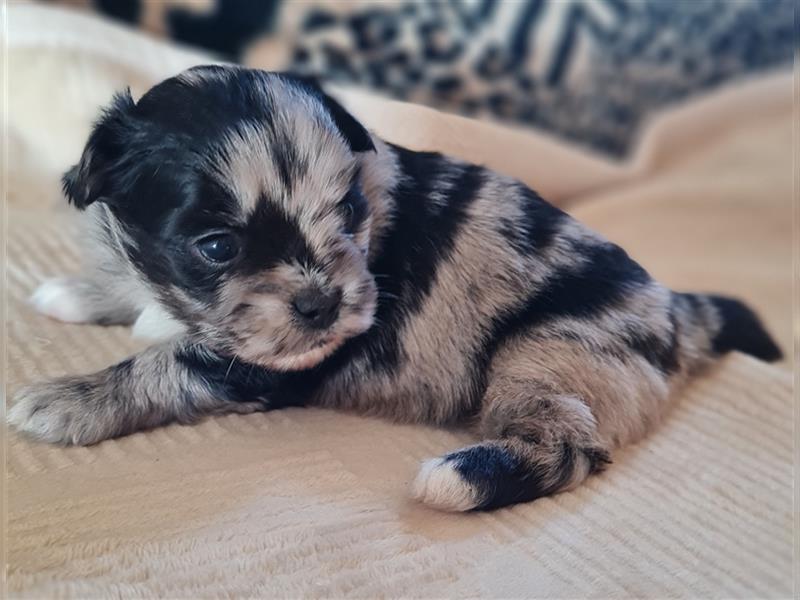 schöne blue merle Hündin aus Bolonka zwetna und Pomeranian