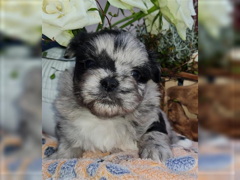 schöne blue merle Hündin aus Bolonka zwetna und Pomeranian