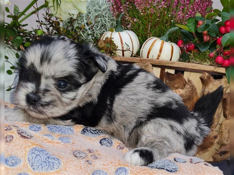 schöne blue merle Hündin aus Bolonka zwetna und Pomeranian