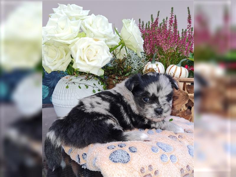 schöne blue merle Hündin aus Bolonka zwetna und Pomeranian