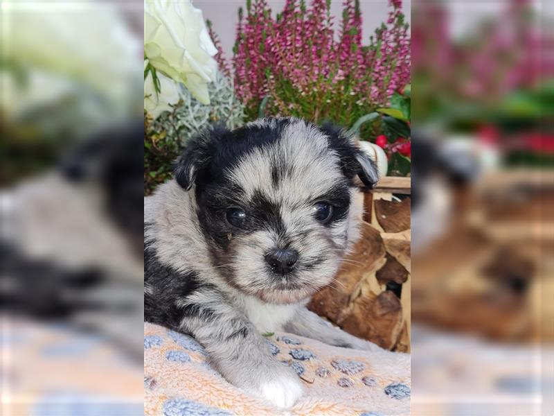 schöne blue merle Hündin aus Bolonka zwetna und Pomeranian