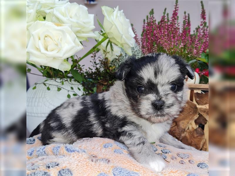 schöne blue merle Hündin aus Bolonka zwetna und Pomeranian