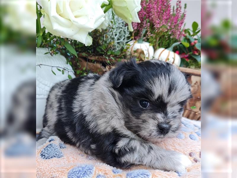 schöne blue merle Hündin aus Bolonka zwetna und Pomeranian