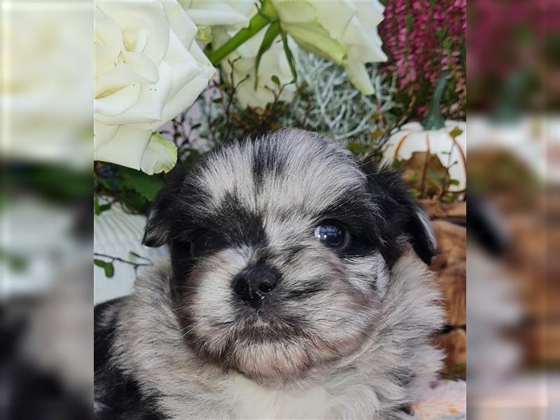 schöne blue merle Hündin aus Bolonka zwetna und Pomeranian