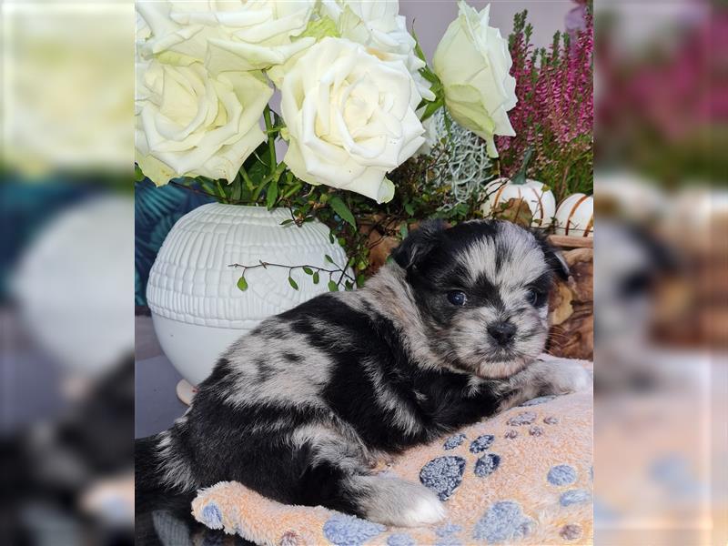 schöne blue merle Hündin aus Bolonka zwetna und Pomeranian