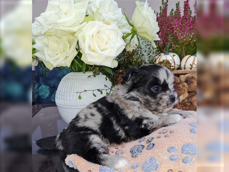 schöne blue merle Hündin aus Bolonka zwetna und Pomeranian