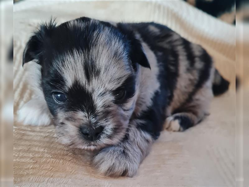 schöne blue merle Hündin aus Bolonka zwetna und Pomeranian