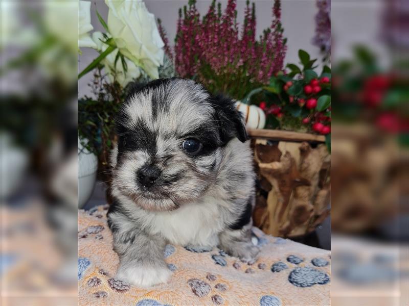 schöne blue merle Hündin aus Bolonka zwetna und Pomeranian