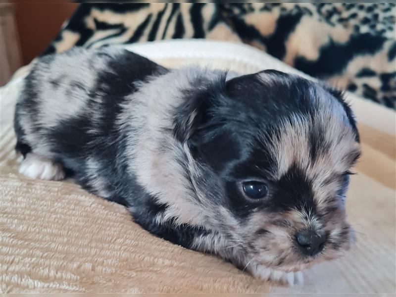 schöne blue merle Hündin aus Bolonka zwetna und Pomeranian