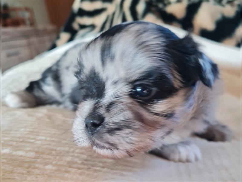 schöne blue merle Hündin aus Bolonka zwetna und Pomeranian