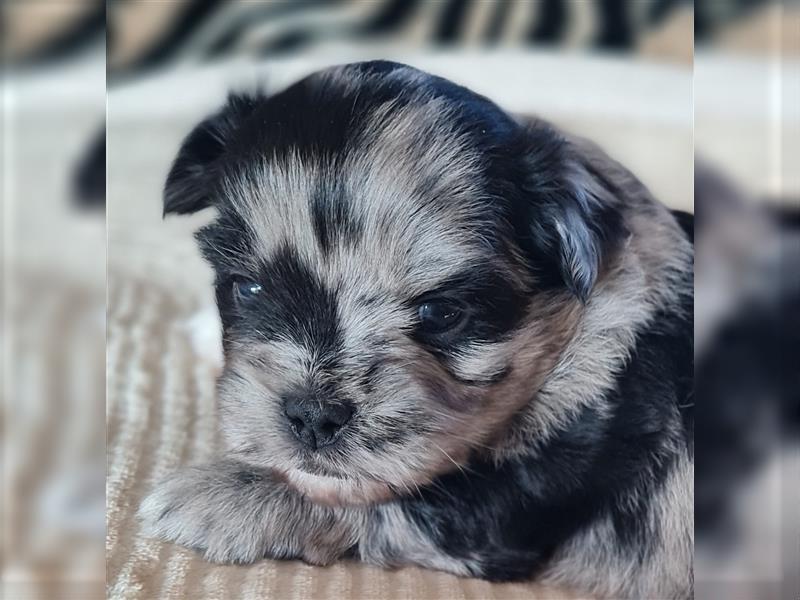 schöne blue merle Hündin aus Bolonka zwetna und Pomeranian