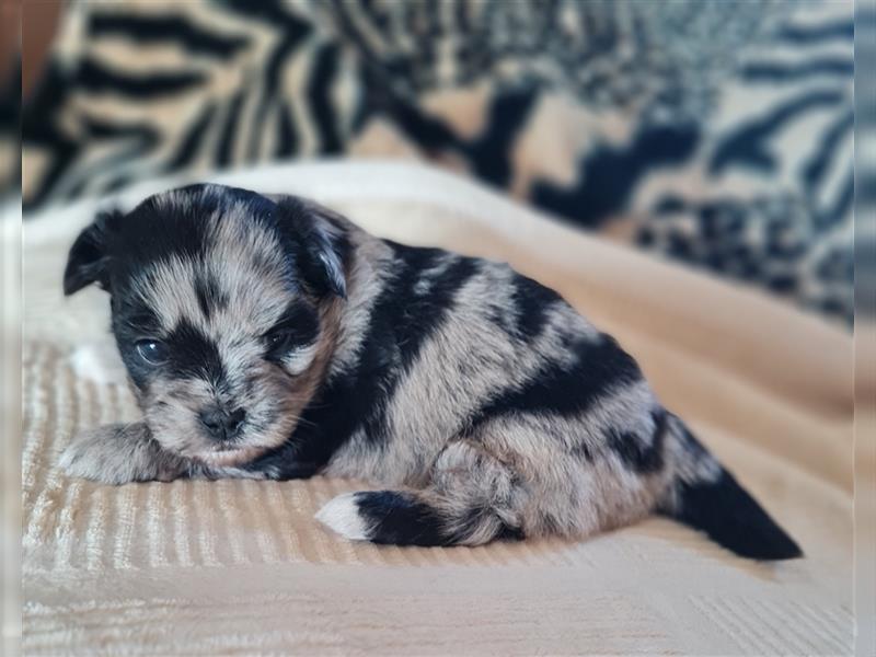 schöne blue merle Hündin aus Bolonka zwetna und Pomeranian