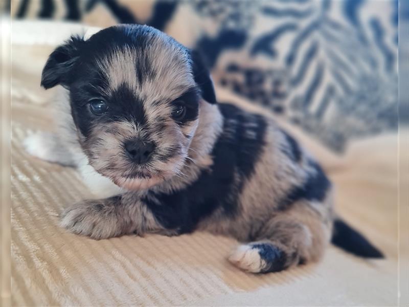 schöne blue merle Hündin aus Bolonka zwetna und Pomeranian