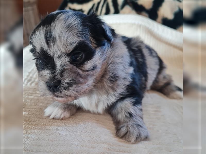 schöne blue merle Hündin aus Bolonka zwetna und Pomeranian