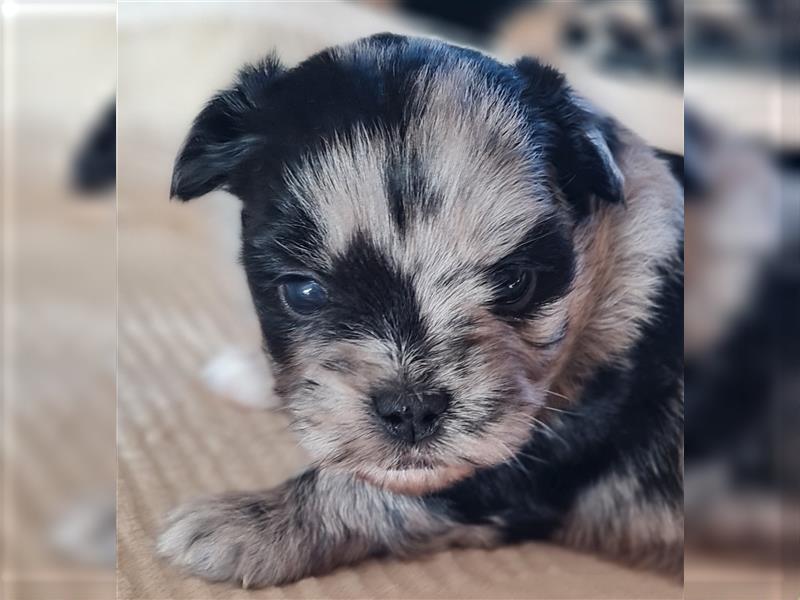 schöne blue merle Hündin aus Bolonka zwetna und Pomeranian